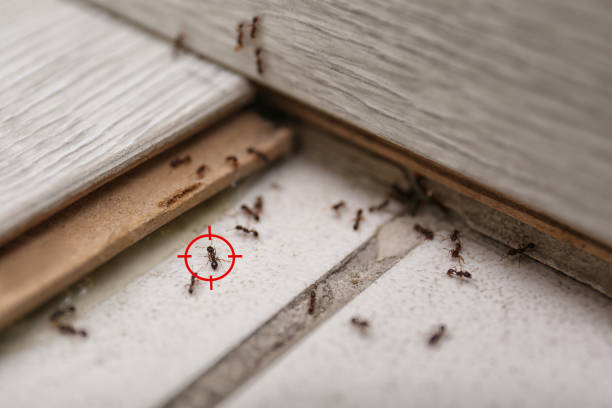 Best Flea Control Services  in Joseph City, AZ