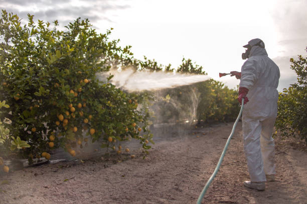 Professional Pest Control in Joseph City, AZ