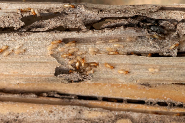 Best Bird Control  in Joseph City, AZ