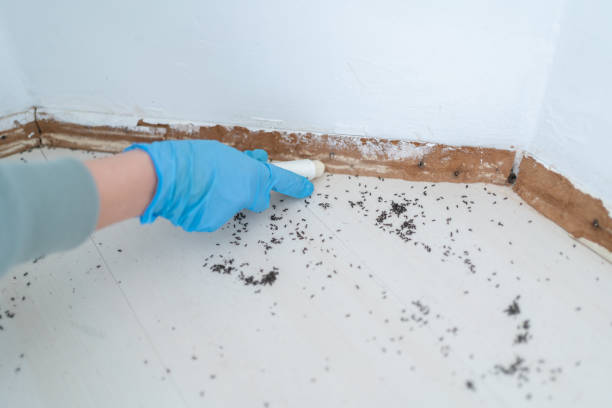 Best Pest Prevention Services  in Joseph City, AZ