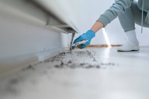 Insect Control in Joseph City, AZ